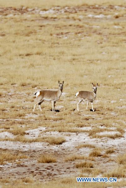 Two Tibetan Gazelles are seen in Sanjiangyuan National Nature Reserve located in northwest China's Qinghai Province on Nov. 12, 2010. The reserve, containing the headwaters of the Yellow River, the Yangtze River and the Mekong River, is famous for its beautiful scenery. [Xinhua/Wu Guangyu]