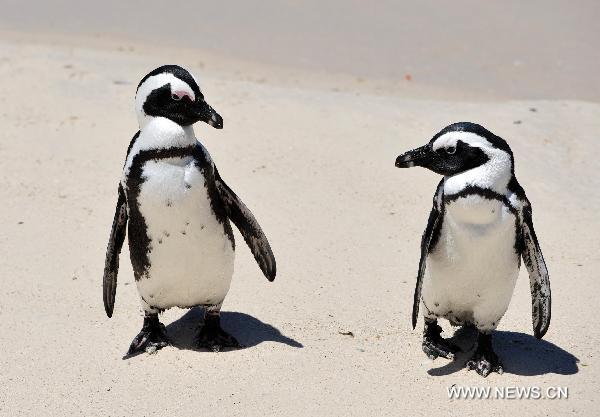 Penguins play at &apos;Penguin Beach&apos; on the east coast of Capetown, South Africa, Nov. 15, 2010. The &apos;Penguin Beach&apos;, which was initially established in 1982 with less than 10 penguins, has already have more than 4000 penguins now due to the protection of local residents and government. [Xinhua]