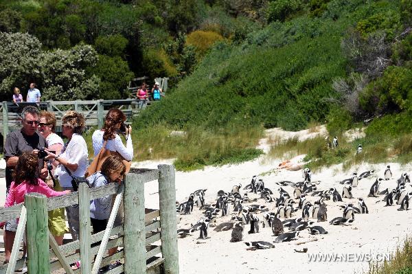 Tourists appreciate penguins at &apos;Penguin Beach&apos; on the east coast of Capetown, South Africa, Nov. 15, 2010. The &apos;Penguin Beach&apos;, which was initially established in 1982 with less than 10 penguins, has already have more than 4000 penguins now due to the protection of local residents and government.