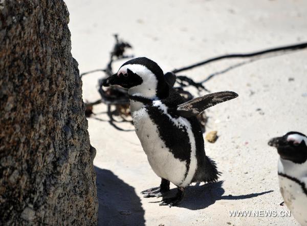 Penguins play at &apos;Penguin Beach&apos; on the east coast of Capetown, South Africa, Nov. 15, 2010. The &apos;Penguin Beach&apos;, which was initially established in 1982 with less than 10 penguins, has already have more than 4000 penguins now due to the protection of local residents and government.