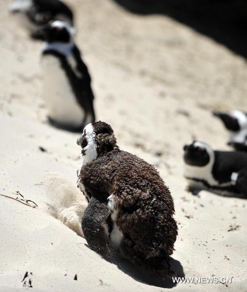 Penguins play at &apos;Penguin Beach&apos; on the east coast of Capetown, South Africa, Nov. 15, 2010. The &apos;Penguin Beach&apos;, which was initially established in 1982 with less than 10 penguins, has already have more than 4000 penguins now due to the protection of local residents and government.