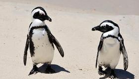 'Penguin Beach' on east coast of Capetown