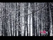 Photo taken on Nov. 18, 2010 shows a beautiful rime scene at Daqing City, northeast China's Heilongjiang Province, which attracted plenty of touirsts and photographers nationwide. [Photo by Tian Gao]