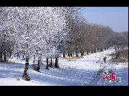 Photo taken on Nov. 18, 2010 shows a beautiful rime scene at Daqing City, northeast China's Heilongjiang Province, which attracted plenty of touirsts and photographers nationwide. [Photo by Tian Gao]