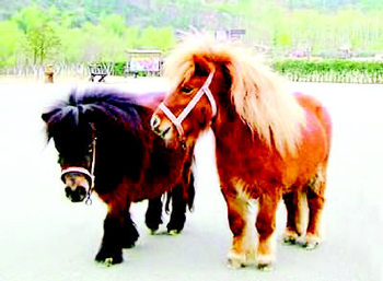 Try a pony from Guangxi's Debao County. The adult pony is 100 - 200 centimeters tall, which is shorter than the common horses.