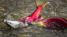 A male sockeye salmon attacks another male as they make their way up the Adams River at Roderick Haig-Brown Provincial Park north of Chase B.C. October 12, 2010. - A male sockeye salmon attacks another male as they make their way up the Adams River at Roderick Haig-Brown Provincial Park north of Chase B.C. October 12, 2010. | John Lehmann/The Globe and Mail