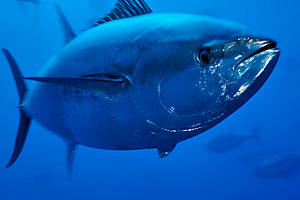 A captive Atlantic bluefin tuna (Thunnus thynnus), Malta, Mediteranean.