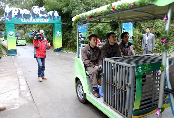 Staffers carry a giant panda that was born and grew up abroad to the 'Paradise for Overseas-Born Pandas', a cluster of new pens at Bifeng Gorge Breeding Base in Ya'an city in Southwest China's Sichuan province, Nov 19, 2010.[Xinhua]