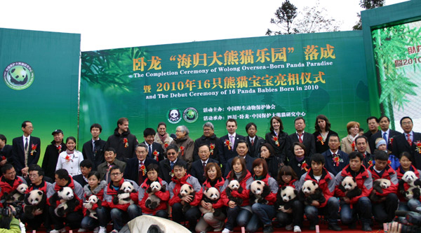 All 16 panda cubs born at the Wolong center in 2010 makes a debut at Bifeng Gorge Breeding Base in Ya'an city in Southwest China's Sichuan province, Nov 19, 2010.[Xinhua]