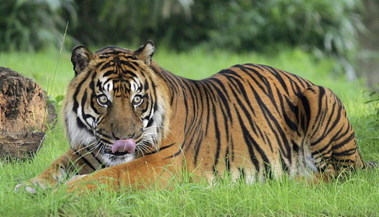 Rokan, a male Sumatran tiger, lays in the grass at the US National Zoo in Washington in this July 20, 2006 file photo.  