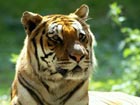 International Tiger Forum opens in St. Petersburg