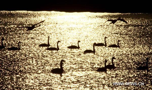 Swans are seen on the Swan Lake in Rongcheng of east China's Shandong Province, Nov. 22, 2010. The lake, which is an ideal habitat for swans in winter, attracts thousands of swans from Siberia every year to spend winter. [Xinhua]