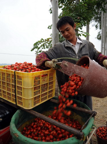 A farmer loads tomatoes onto his motorbike for transport in Tianyang county of Baise city, Guangxi Zhuang autonomous region, on Nov 18. Tianyang is a main supply area of vegetables to North China. [China Daily]