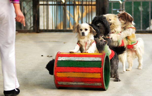 Dogs perform tricks at Zhengzhou Zoo in Henan province. Animal performances have for a long time been popular in Chinese zoos, which need good ticket sales to boost their revenues.