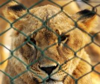 A lioness inside one of the enclosures at Zhengzhou Zoo, where animal shows have been a big draw. 