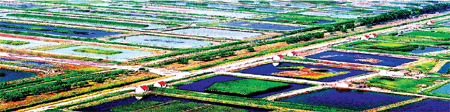 Dongying Special: Removing pollution for the greening of Yellow River Delta