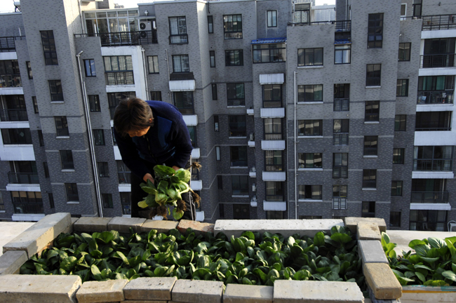 A woman picks home-grown vegetables at her balcony-turned vegetable garden in Hefei, east China&apos;s Anhui Province, Nov. 23, 2010. With runaway inflation squeezing the income of Chinese people, citizens like those in Hefei started growing vegetables at home themselves to combat rising commodity prices. [Xinhua]