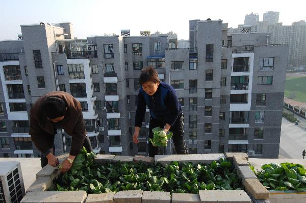 A couple pick home-grown vegetables at her balcony-turned vegetable garden in Hefei, east China&apos;s Anhui Province, Nov. 23, 2010. With runaway inflation squeezing the income of Chinese people, citizens like those in Hefei started growing vegetables at home themselves to combat rising commodity prices. [Xinhua]