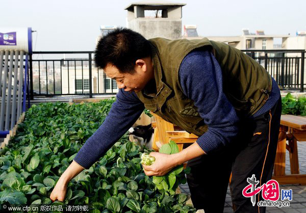 A man picks home-grown vegetables at his balcony-turned vegetable garden in Zhengzhou, central China&apos;s Henan province, Nov. 22, 2010. With runaway inflation squeezing the income of Chinese people, citizens like those in Hefei started growing vegetables at home themselves to combat rising commodity prices. [CFP] 