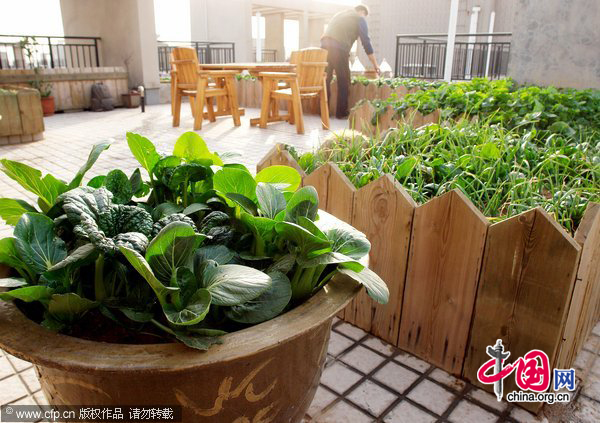 A man picks home-grown vegetables at his balcony-turned vegetable garden in Zhengzhou, central China&apos;s Henan province, Nov. 22, 2010. With runaway inflation squeezing the income of Chinese people, citizens like those in Hefei started growing vegetables at home themselves to combat rising commodity prices. [CFP] 