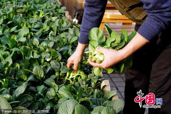 A man picks home-grown vegetables at his balcony-turned vegetable garden in Zhengzhou, central China&apos;s Henan province, Nov. 22, 2010. With runaway inflation squeezing the income of Chinese people, citizens like those in Hefei started growing vegetables at home themselves to combat rising commodity prices. [CFP] 