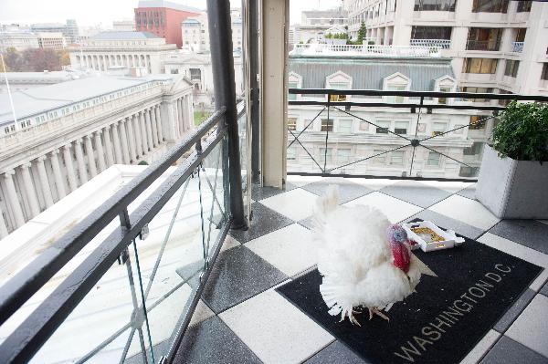 A turkey walks around a hotel in Washington, DC, Nov. 23, 2010. It together with another turkey will be pardoned by U.S. President Barack Obama during the annual turkey pardoning ceremony for Thanksgiving in the White House on Nov, 24, 2010. [Xinhua/AFP]