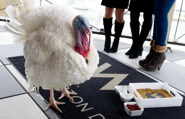 A turkey walks around a hotel in Washington, DC, Nov. 23, 2010. It together with another turkey will be pardoned by U.S. President Barack Obama during the annual turkey pardoning ceremony for Thanksgiving in the White House on Nov, 24, 2010. [Xinhua/AFP]