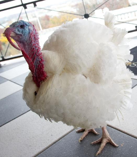 A turkey walks around a hotel in Washington, DC, Nov. 23, 2010. It together with another turkey will be pardoned by U.S. President Barack Obama during the annual turkey pardoning ceremony for Thanksgiving in the White House on Nov, 24, 2010. [Xinhua/AFP] 