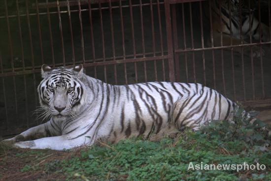 A white tiger rests at Jiufeng Forest Zoo in Wuhan, the capital of Central China&apos;s Hubei province, Nov 20, 2010. The 8-year-old animal still has no female mate. Tigers are known to be proud animals. In order to ensure the survival of the species, zookeepers are trying to make a match between the white tiger and a female tiger named Qiqi at the zoo. The average life span of a white tiger is about 20 years. [chinadaily.com.cn]