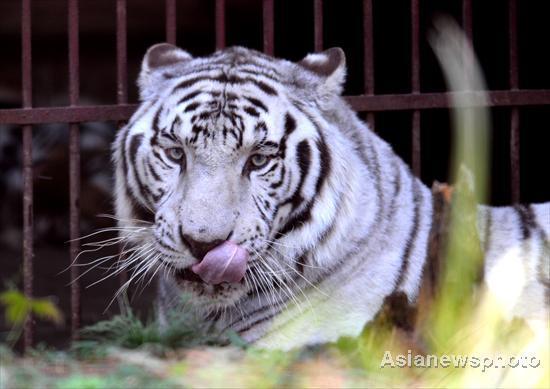 An 8-year-old white tiger rests at Jiufeng Forest Zoo in Wuhan, the capital of Central China&apos;s Hubei province, Nov 20, 2010.