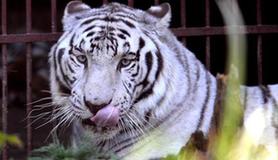 Zoo tries to find match for proud white tiger