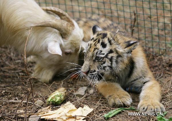 An abandoned Siberian tiger cub is &apos;cared&apos; by a goat at the Jiufeng Forest Zoo in Wuhan, capital of central China&apos;s Hubei Province, Nov. 14, 2010. It is estimated that there are merely 50-60 wild tigers surviving in China. More tigers are artificially bred in captivity. The wildness of those tigers raised in captivity has degenerated, thus leading to difficulties for their natural mating and wild living. They have become too familiar with humans and lost their natural wildness. [Xinhua]