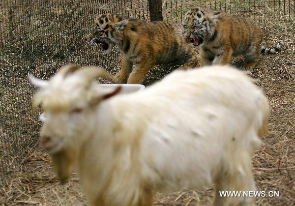 Two abandoned Siberian tiger cubs are &apos;cared&apos; by a goat at the Jiufeng Forest Zoo in Wuhan, capital of central China&apos;s Hubei Province, Nov. 14, 2010. It is estimated that there are merely 50-60 wild tigers surviving in China. More tigers are artificially bred in captivity. The wildness of those tigers raised in captivity has degenerated, thus leading to difficulties for their natural mating and wild living. They have become too familiar with humans and lost their natural wildness. [Xinhua]