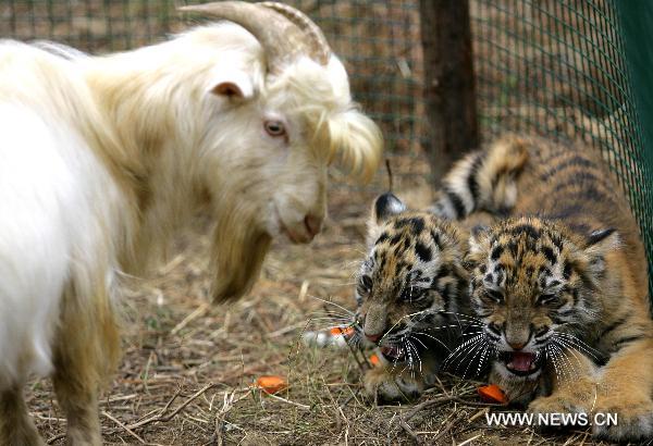 Two abandoned Siberian tiger cubs are &apos;cared&apos; by a goat at the Jiufeng Forest Zoo in Wuhan, capital of central China&apos;s Hubei Province, Nov. 14, 2010. It is estimated that there are merely 50-60 wild tigers surviving in China. More tigers are artificially bred in captivity. The wildness of those tigers raised in captivity has degenerated, thus leading to difficulties for their natural mating and wild living. They have become too familiar with humans and lost their natural wildness. [Xinhua] 