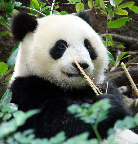 Top 10 most endangered animals in China