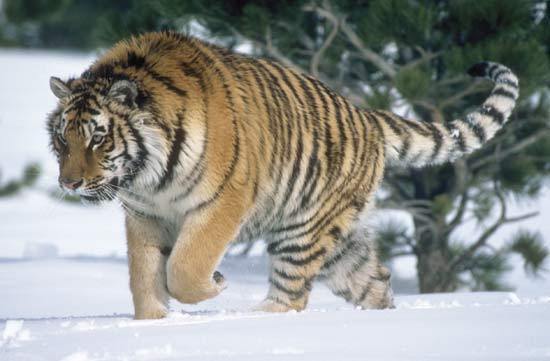 Siberian Tiger [File photo] 