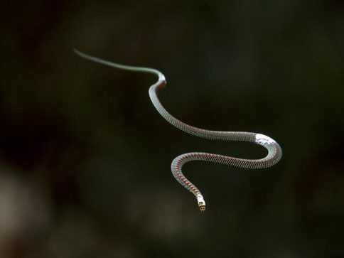生物学家探秘会飞翔的蛇