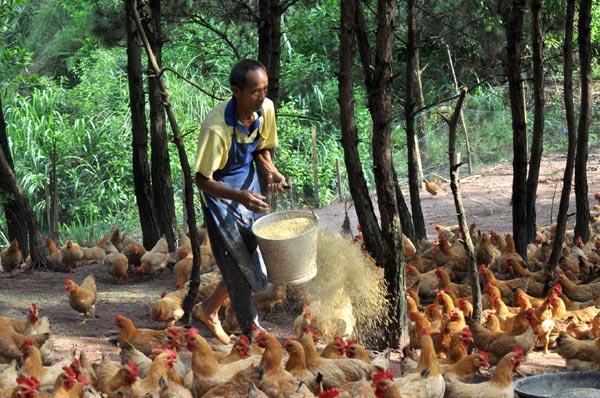 A farmer feeds his chickens in Dahua village of Rongxian county in the Guangxi Zhuang autonomous region on June 29. 