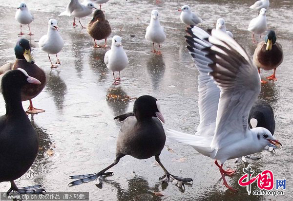 Birds slide on the ice of a frozen pond in Chingford, North East London, this afternoon, Nov. 29, 2010. [CFP]