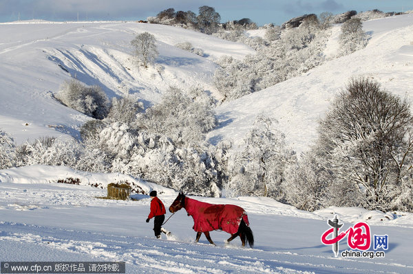 Stable hand Chrissie Busby moves horses at Riverside Livery near Denny, central Scotland after a night of heavy snowfall. [CFP] 