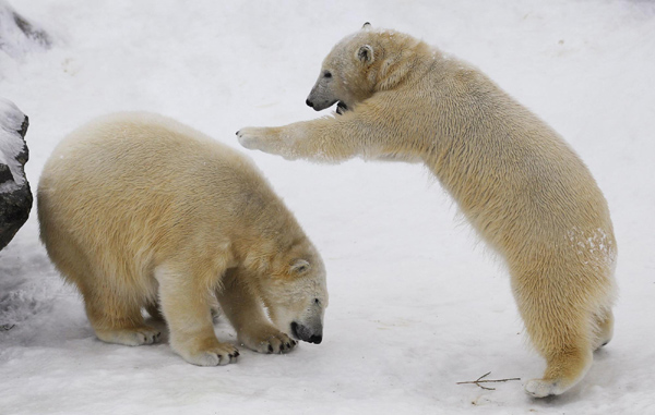 Polar bear cubs Ganuk (R) and Taiga (L) play together at the St-Felicien Wildlife Zoo in St-Felicien, Quebec, Nov 30, 2010. Ganuk and Taiga celebrated their first birthday on Wednesday. [China Daily/Agencies]