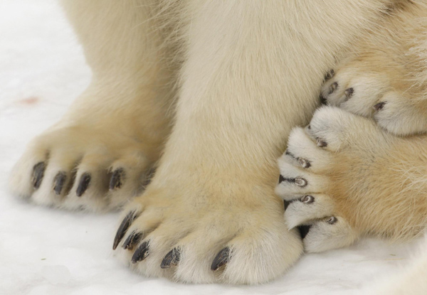 The paws of an adult polar bear (L) and a polar bear cubs (R) are pictured at the St-Felicien Wildlife Zoo in St-Felicien, Quebec, Nov 30, 2010. Polar bear cubs Ganuk and Taiga celebrated their first birthday at the Zoo today. [China Daily/Agencies]