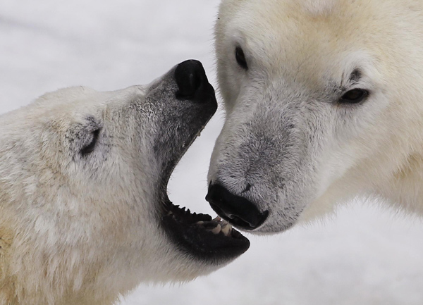 Polar bear cubs Ganuk and Taiga play together at the St-Felicien Wildlife Zoo in St-Felicien, Quebec, Nov 30, 2010. [China Daily/Agencies]
