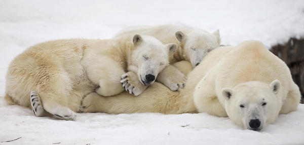 Ganuk and Taiga, the polar bear cubs, sleeps on their mother&apos;s back at the St-Felicien Wildlife Zoo in St-Felicien, Quebec, Nov 30, 2010. [China Daily/Agencies]