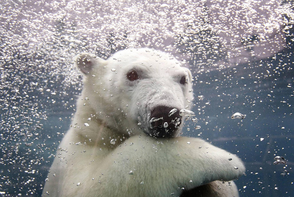 Ganuk, the polar bear cub, swims under water at the St-Felicien Wildlife Zoo in St-Felicien, Quebec, Nov 30, 2010. [China Daily/Agencies]