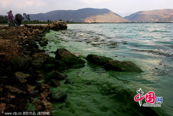 Image shows the blue-green algae coverd the water surface of Xingyun Lake taken on November 10, 2010 in Yuxi, Yunnan Province of China. [CFP]