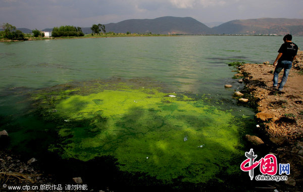 Image A people looks at the green Xingyun Lake on May 2, 2010 in Yuxi, Yunnan Province of China. [CFP] 