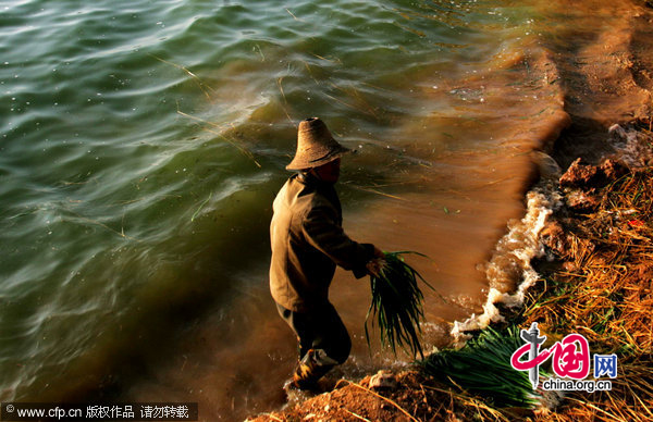 A farmer works at the lakeside on November 10, 2010 in Yuxi, Yunnan Province of China. [CFP]