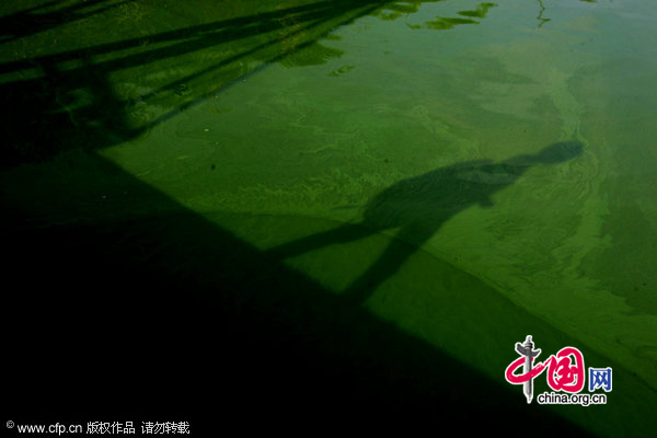 Image shows the blue-green algae coverd the water surface of Xingyun Lake taken on November 10, 2010 in Yuxi, Yunnan Province of China. [CFP]