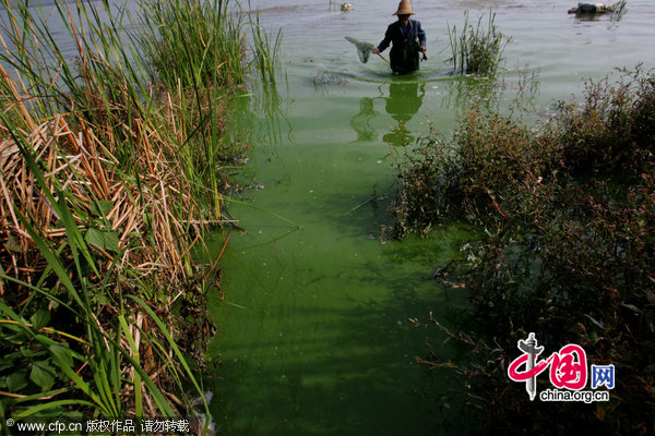 Mr. Mo catches fishes in the green Xingyun Lake on November 10, 2010 in Yuxi, Yunnan Province of China. Mr. Mo, 60-year-old, lives in Longjie Village near Xingyun Lake. He recalls that he often swam in the lake when he was 15 years old. In recent years, the lake gone from bad to worse and many dead fishes appeared at the lakeside. Even worse this year the water became green and had terrible stench in a hot day.